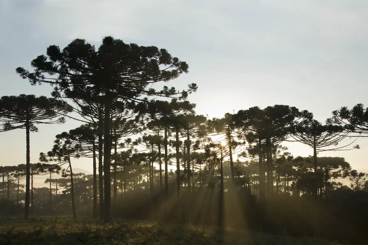 Araucárias contra o céu ao amanhecer, no Planalto Catarinense
